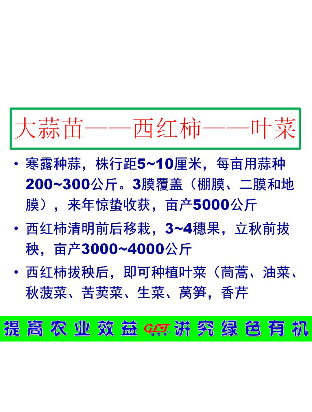 大蒜苗——西红柿——叶菜