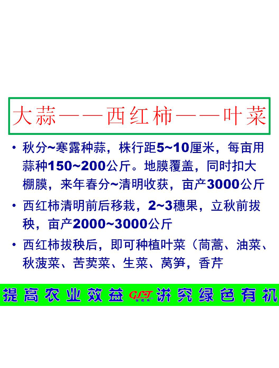 大蒜——西红柿——叶菜