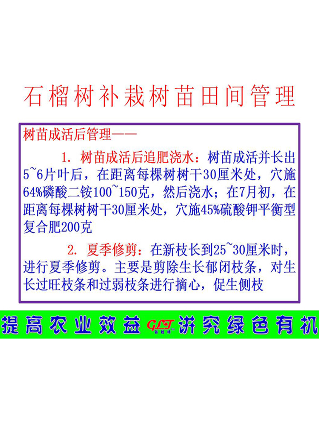 石榴树补栽树苗田间管理